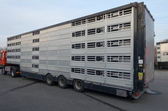 Semirremolque transporte de ganado Pezzaioli SBA32/G , 5 Stock , Viehtransporter  , Tränkeranlage,: foto 2