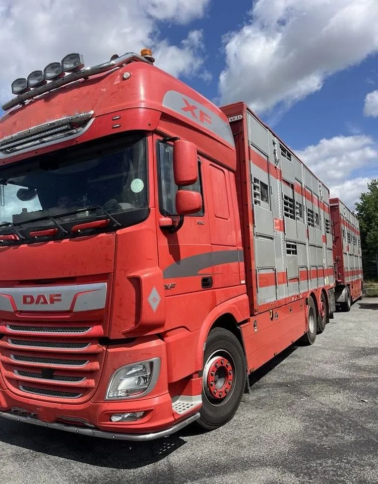 DAF XF 460 + Przyczepa Pezzaoli - 3X Trzoda, 2 X Bydło I 3 poziomy I Podnoszony dach I Hydroburta I Osie Skrętne I Poidła I Wentylatory I Pilot Manualny | Euro5 - Camión transporte de ganado: foto 2 DAF XF 460 + Przyczepa Pezzaoli - 3X Trzoda, 2 X Bydło I 3 poziomy I Podnoszony dach I Hydroburta I Osie Skrętne I Poidła I Wentylatory I Pilot Manualny | Euro5 - Camión transporte de ganado: foto 2